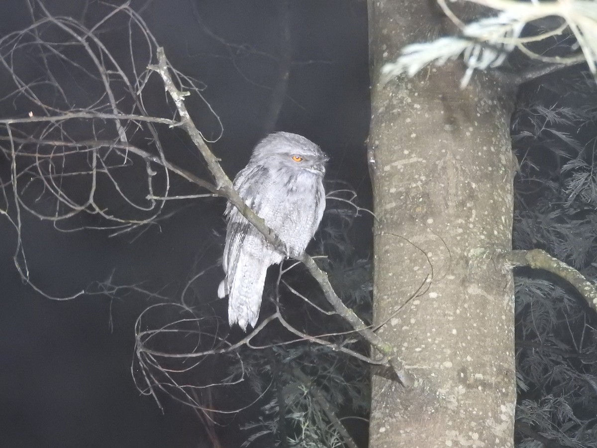 Tawny Frogmouth - ML617348617