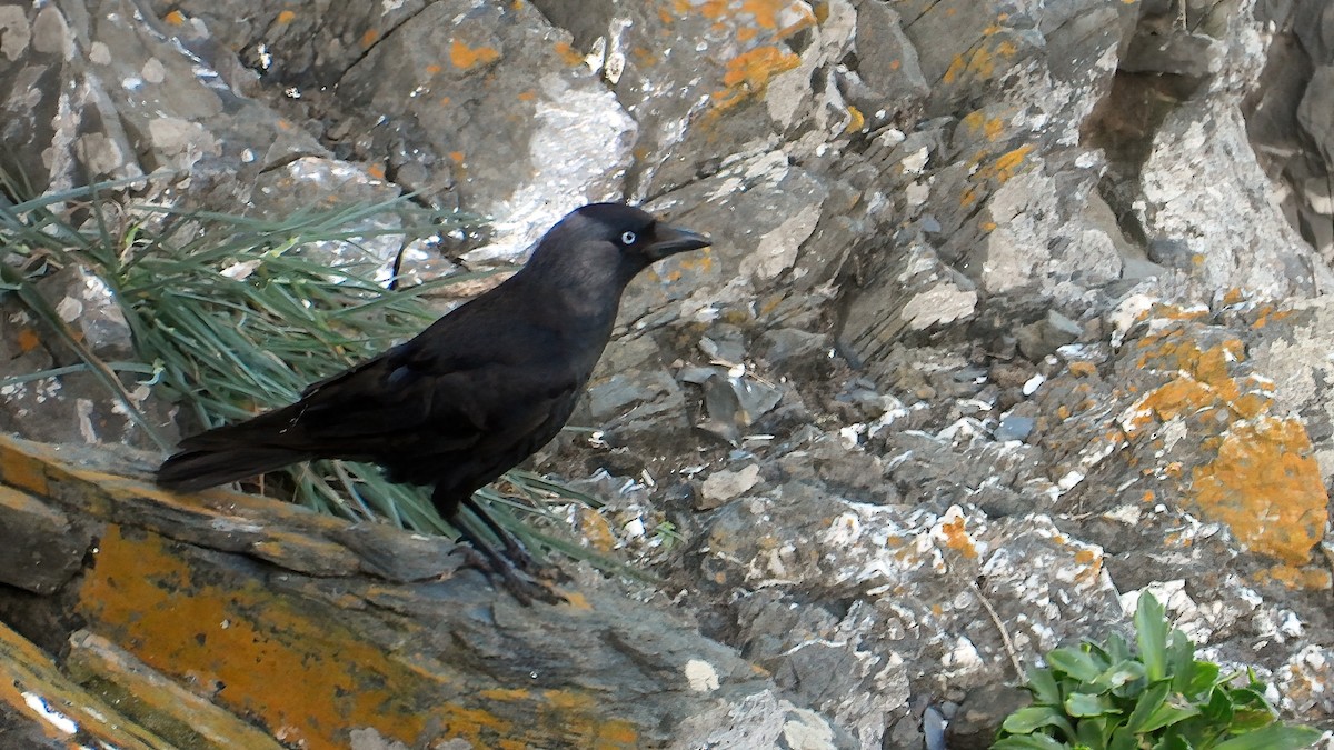 Eurasian Jackdaw - Rui Jorge