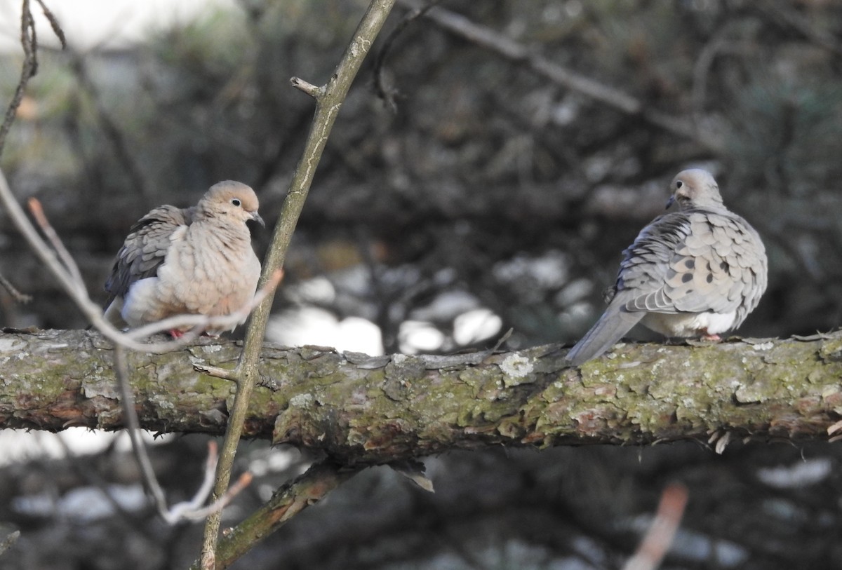 Mourning Dove - ML617348680