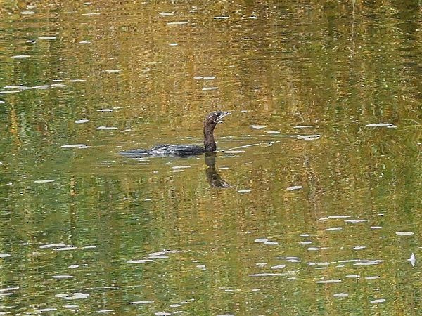 Pygmy Cormorant - bernard sonnerat