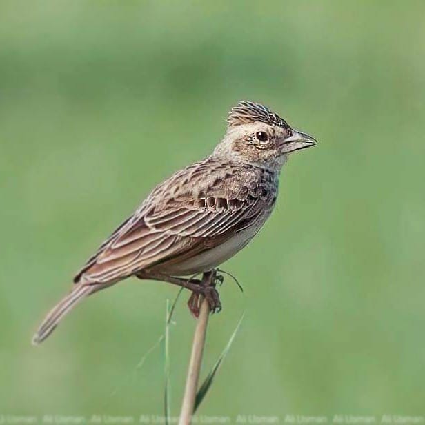 Singing Bushlark - ML617348752