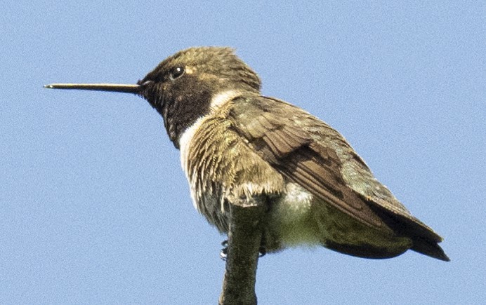 Black-chinned Hummingbird - Lawrence Gladsden