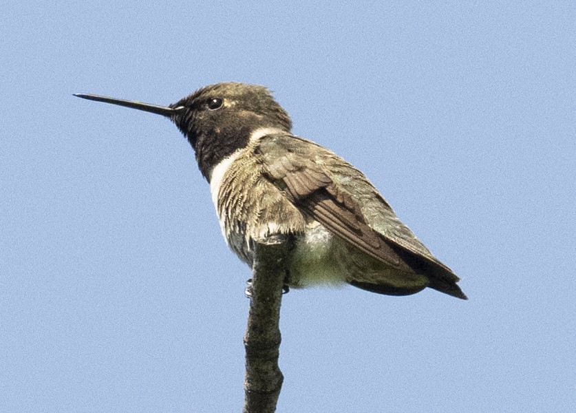 Black-chinned Hummingbird - ML617348778