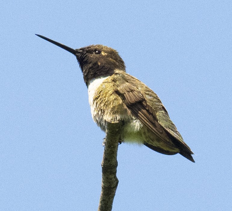 Black-chinned Hummingbird - ML617348779