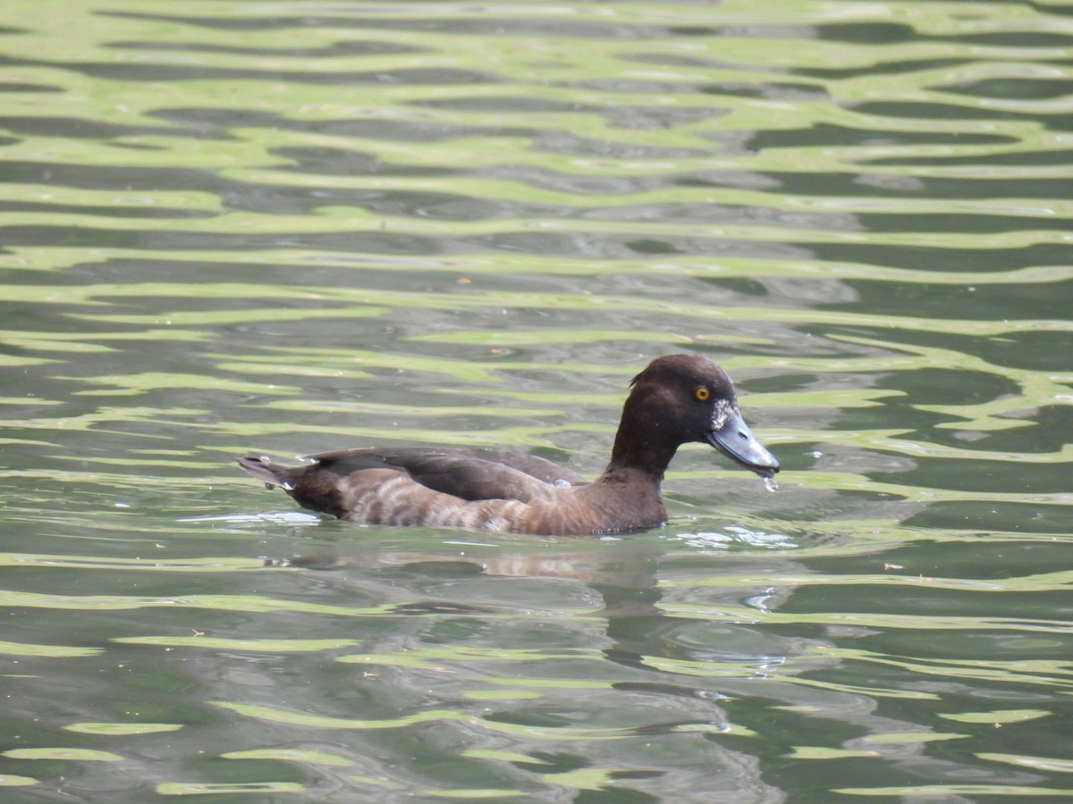 Tufted Duck - Helen Erskine-Behr