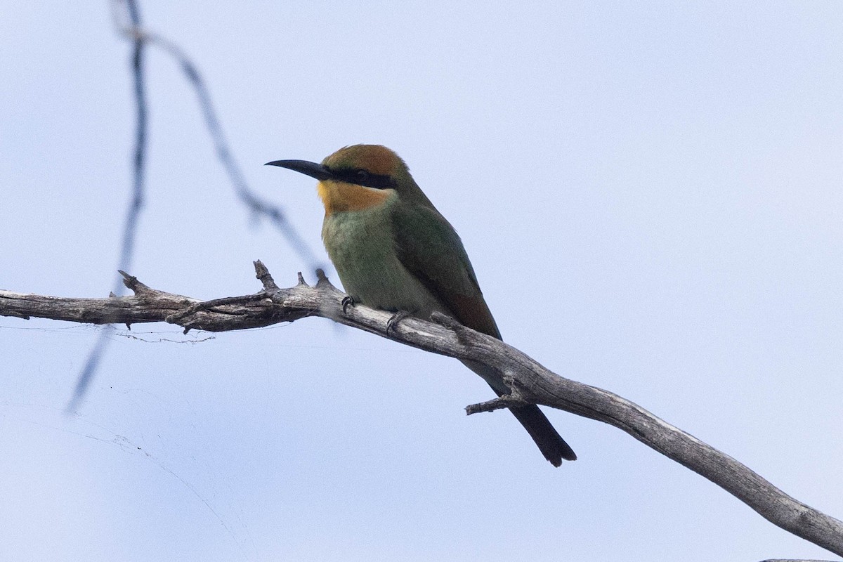Rainbow Bee-eater - ML617348798
