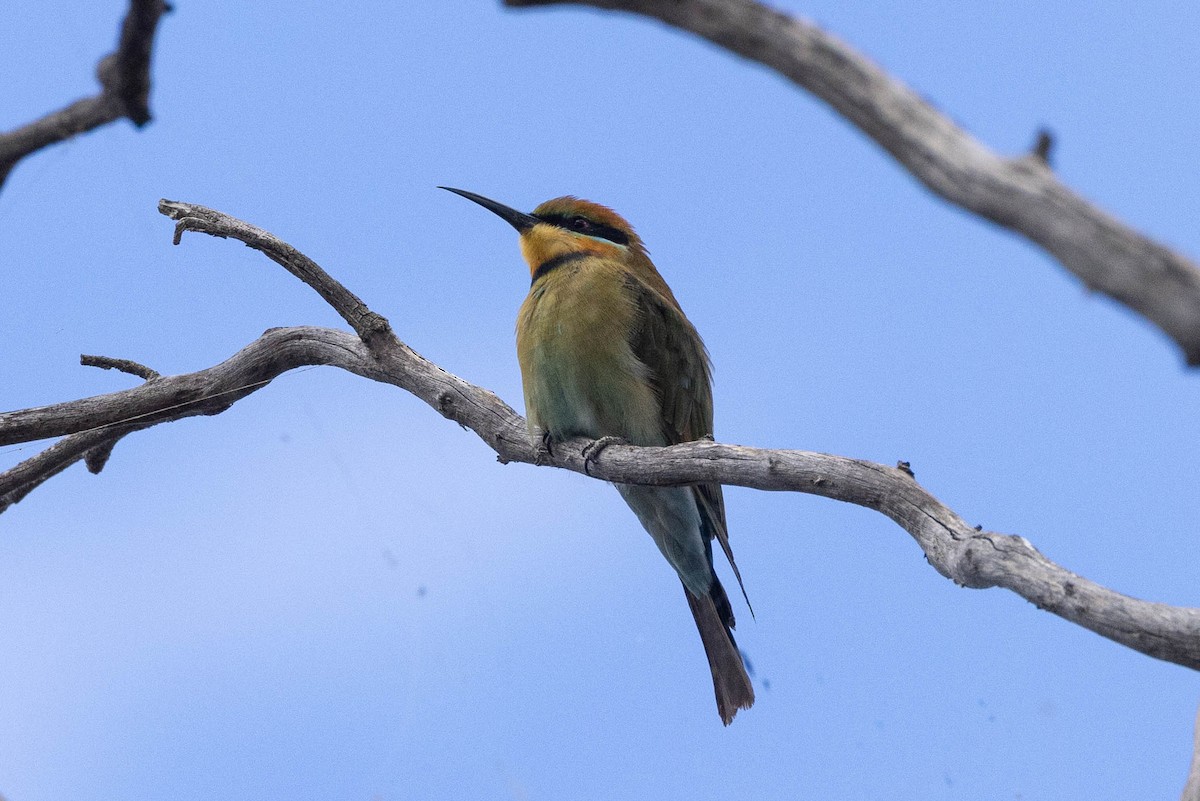 Rainbow Bee-eater - ML617348799