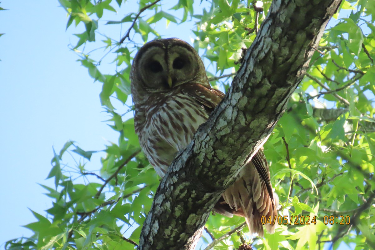 Barred Owl - ML617348839