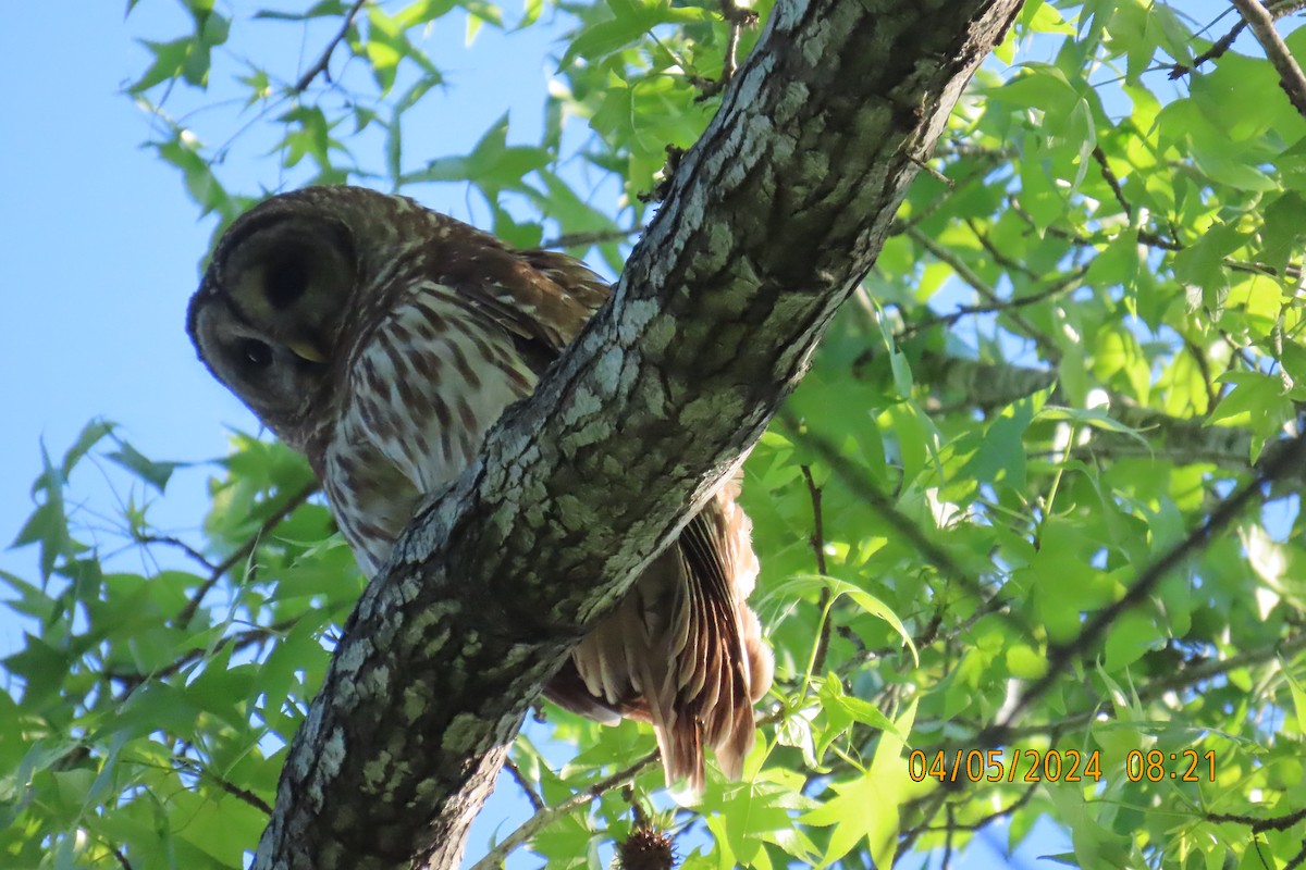 Barred Owl - ML617348844