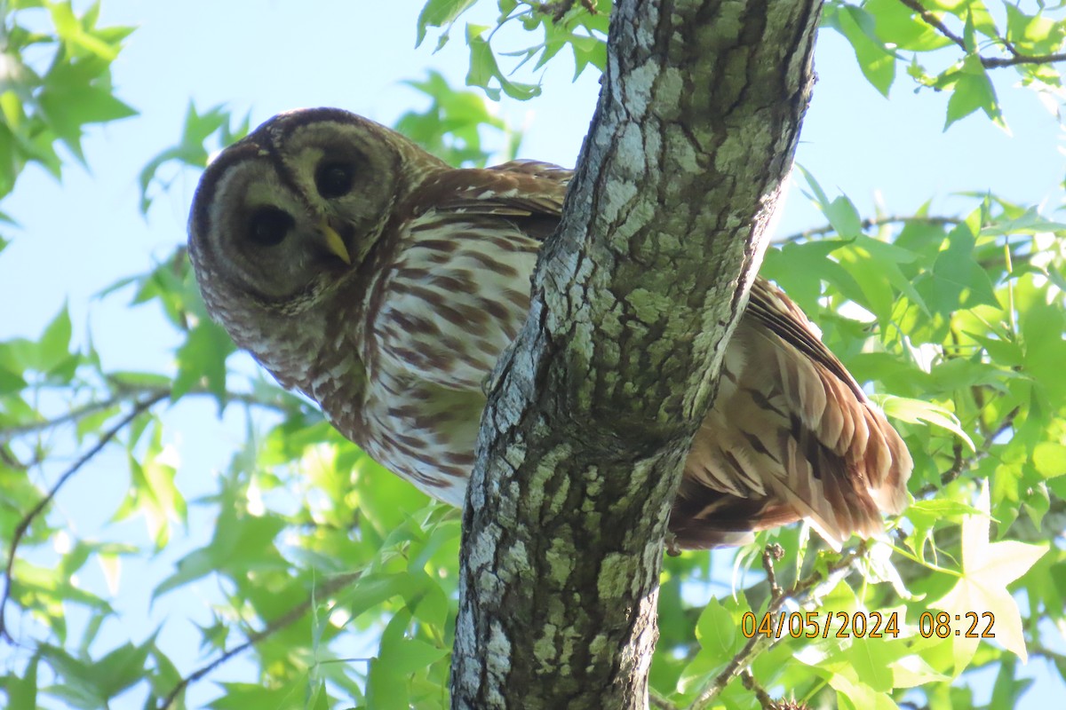 Barred Owl - ML617348845