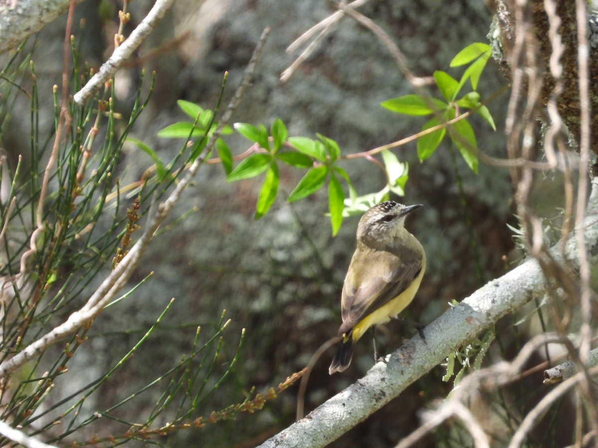 Yellow-rumped Thornbill - ML617348858