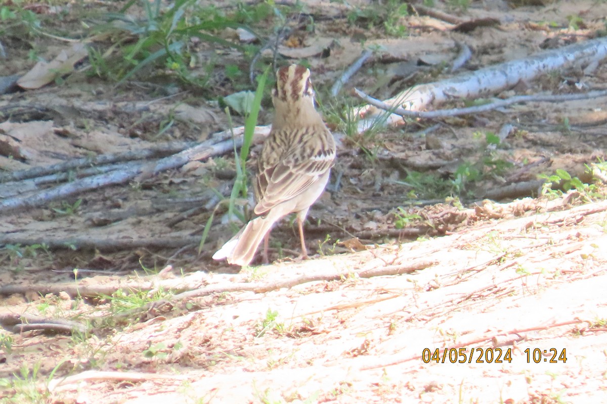 Lark Sparrow - ML617348859