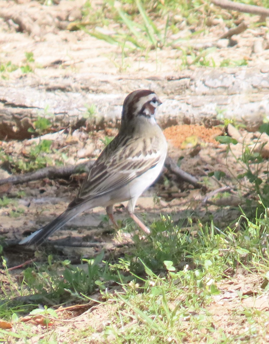 Lark Sparrow - ML617348862