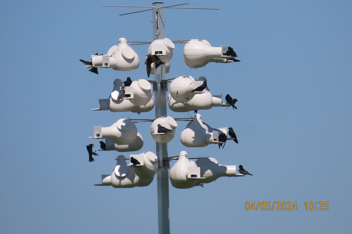 Purple Martin - ML617348878