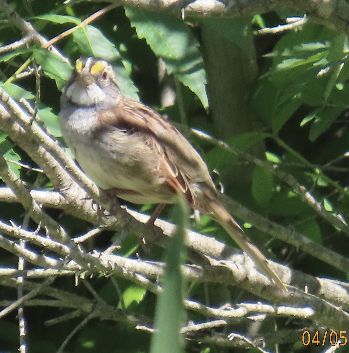 White-throated Sparrow - ML617348890