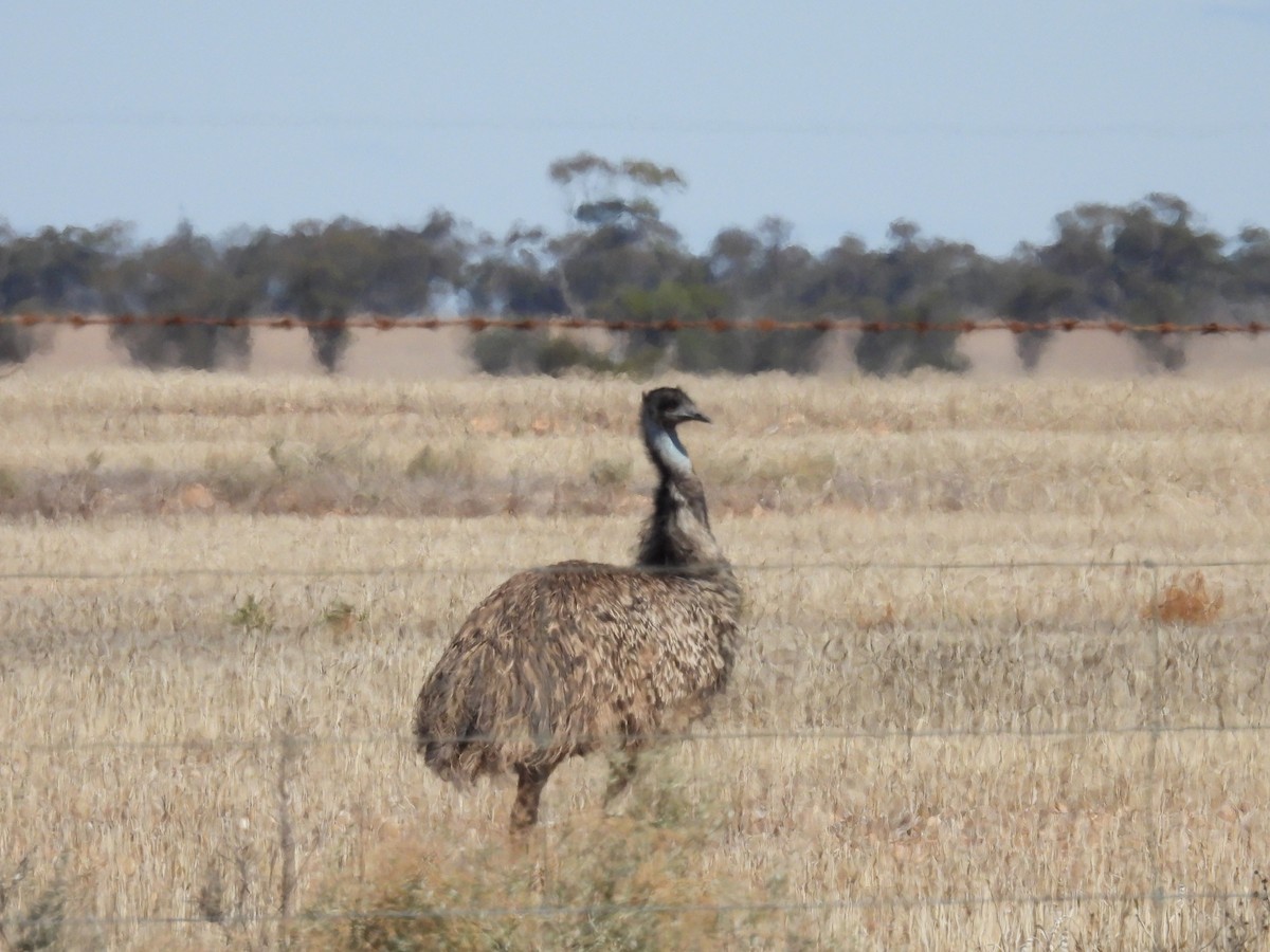 emu hnědý - ML617348905