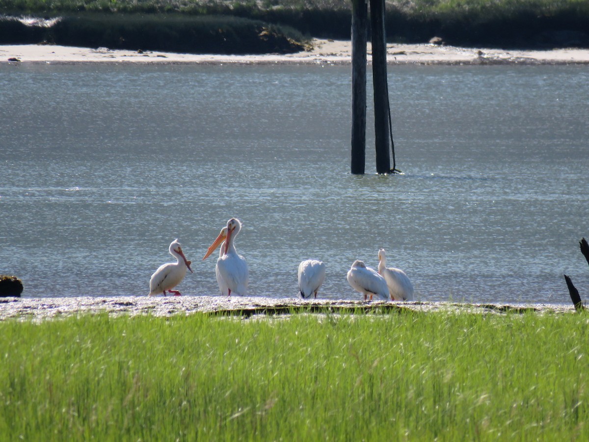 American White Pelican - ML61734891