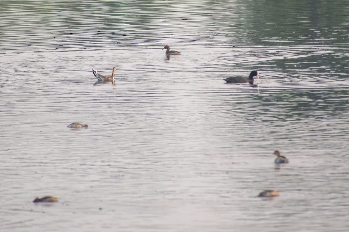 Eurasian Coot - ML617348940