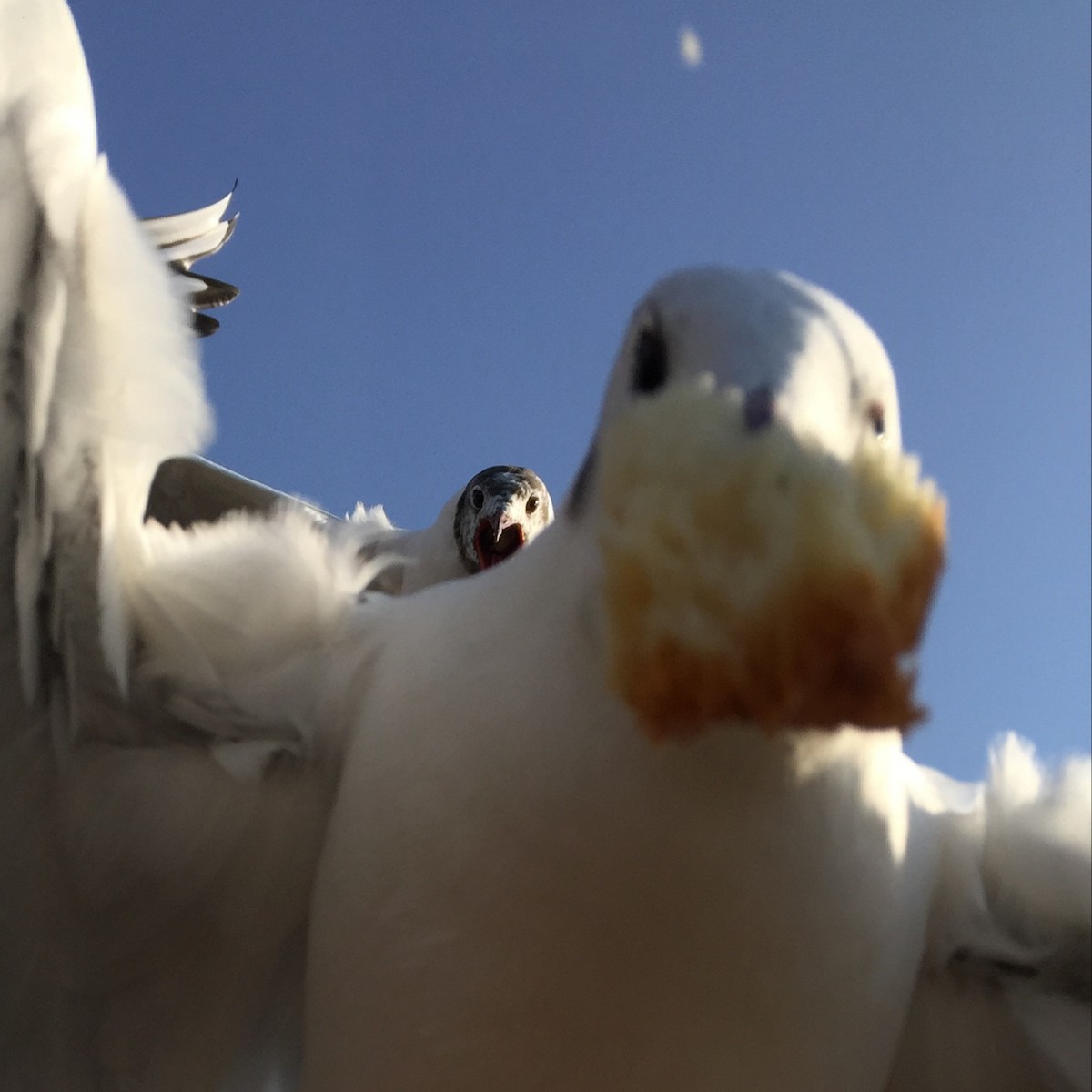 Mouette rieuse - ML617348949