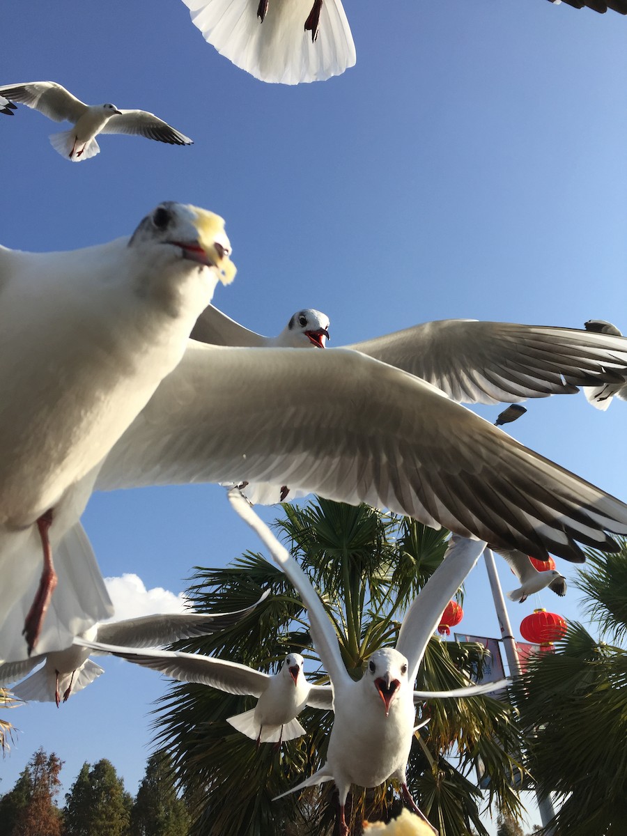 Mouette rieuse - ML617348950