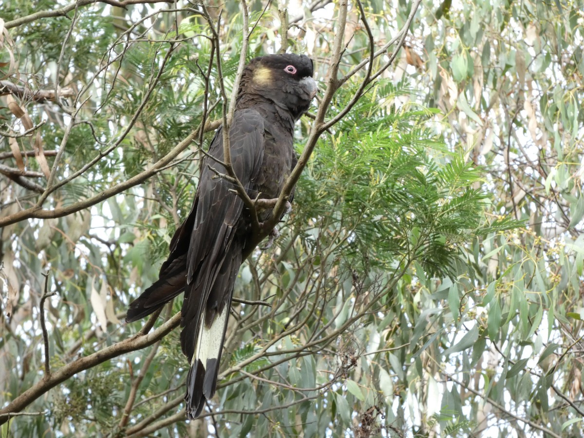 Yellow-tailed Black-Cockatoo - Robert Schiller