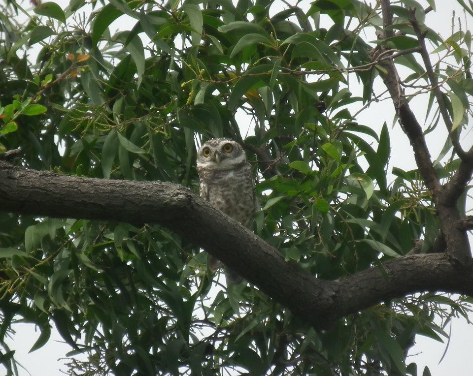 Spotted Owlet - ML617348982