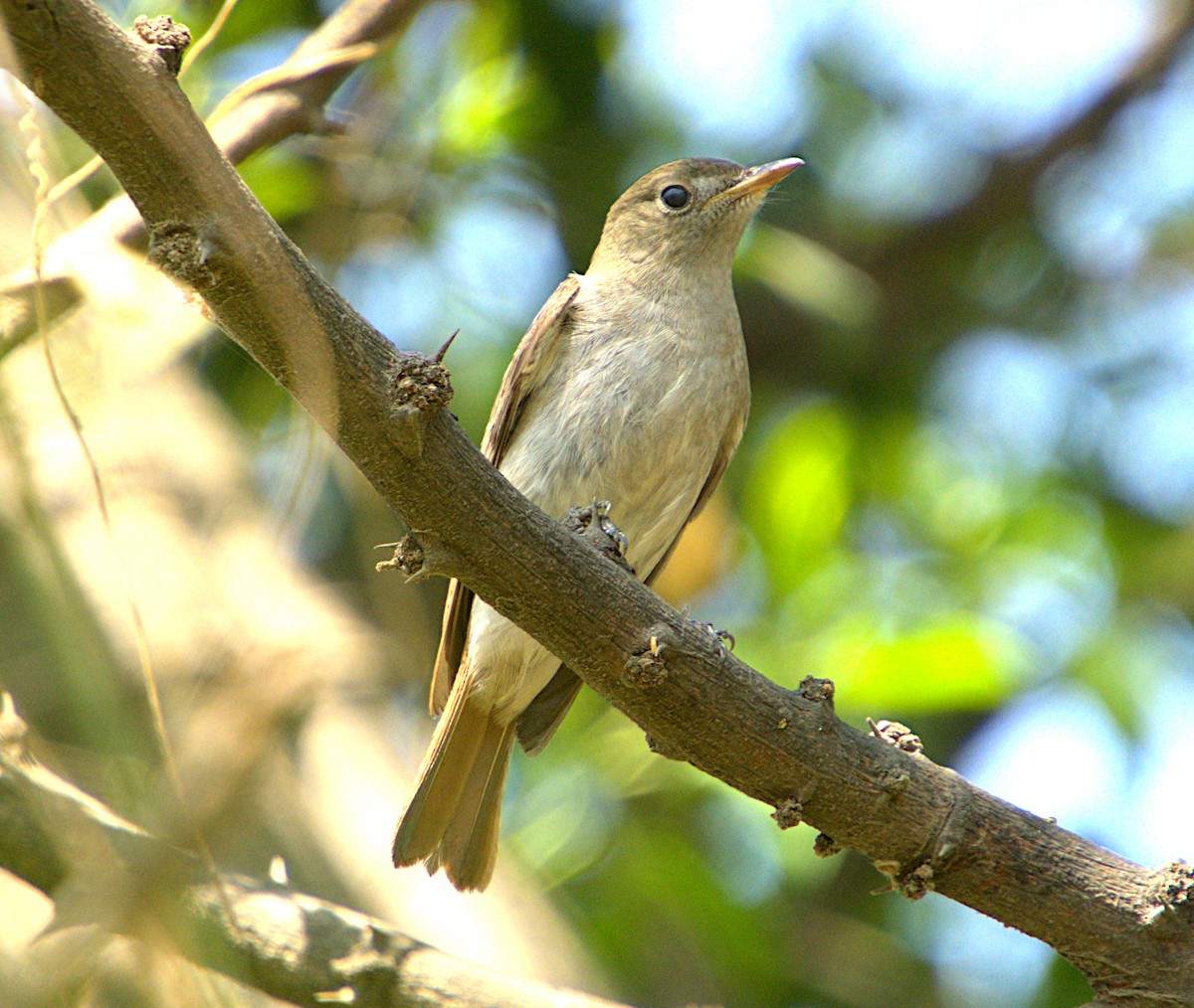 Rusty-tailed Flycatcher - Ayaan S