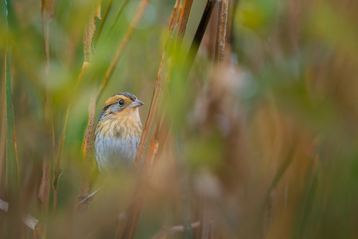 Nelson's Sparrow - ML617349034