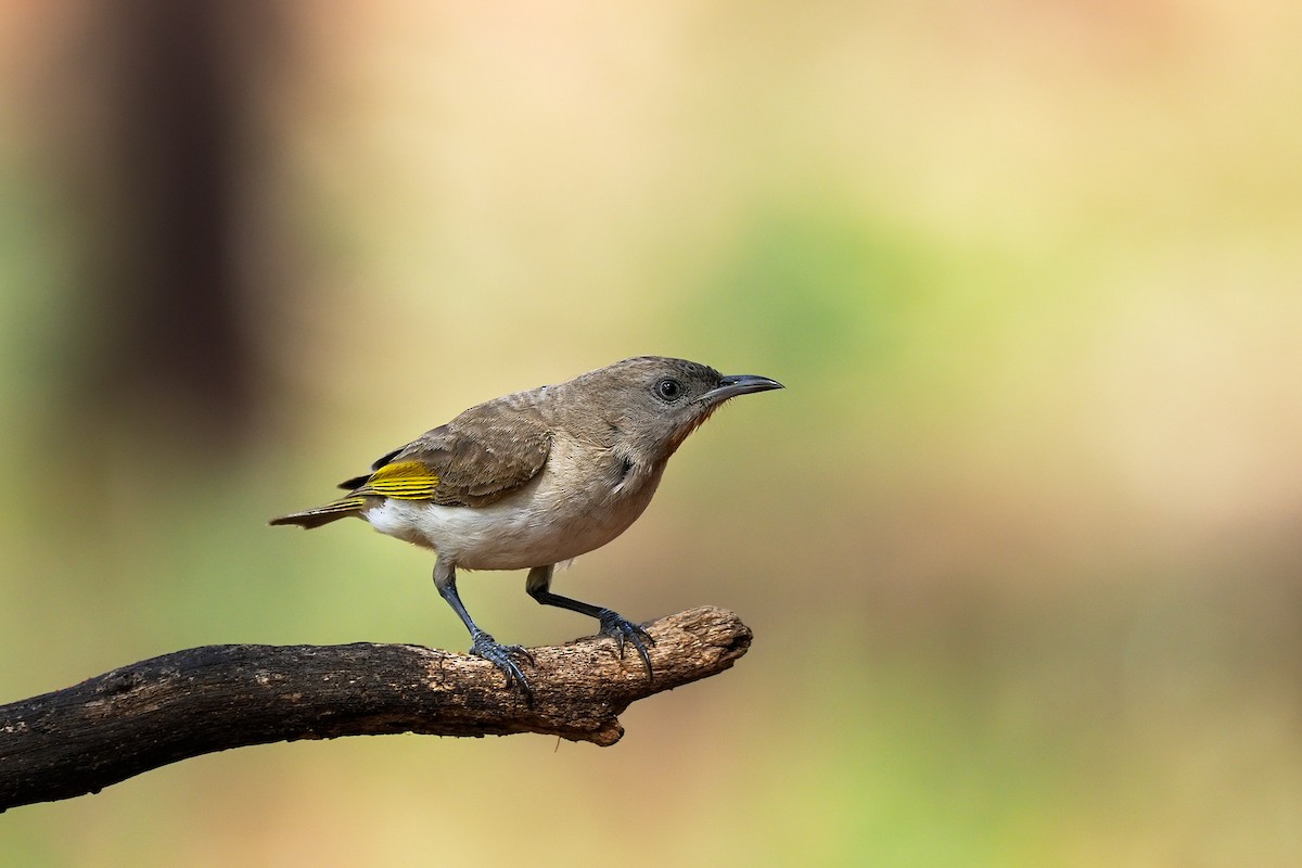 Rufous-throated Honeyeater - ML617349065