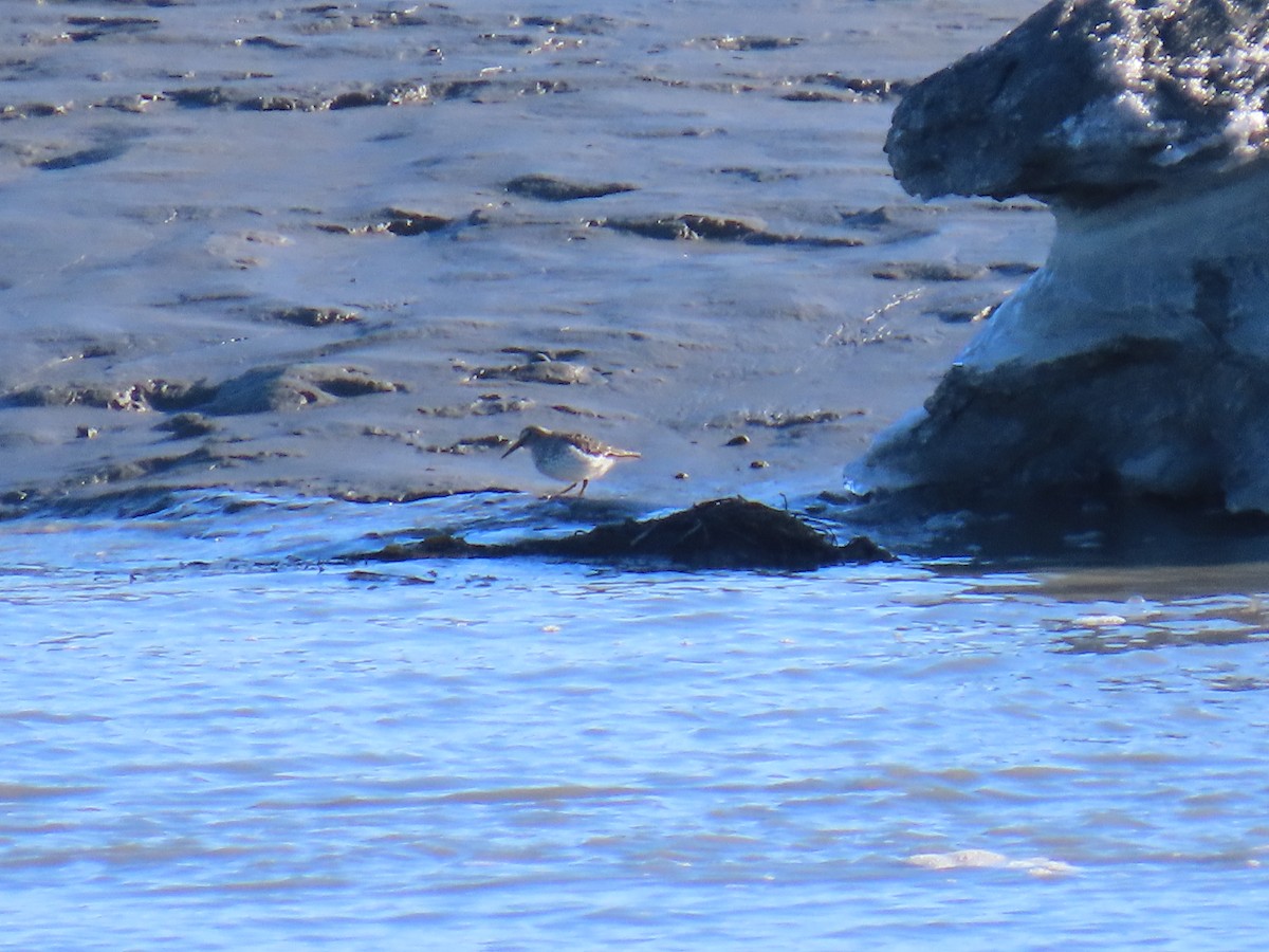 Rock Sandpiper - Laura Burke