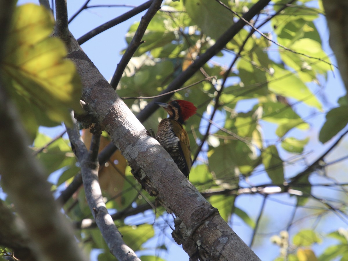 Spot-throated Flameback - ML617349104