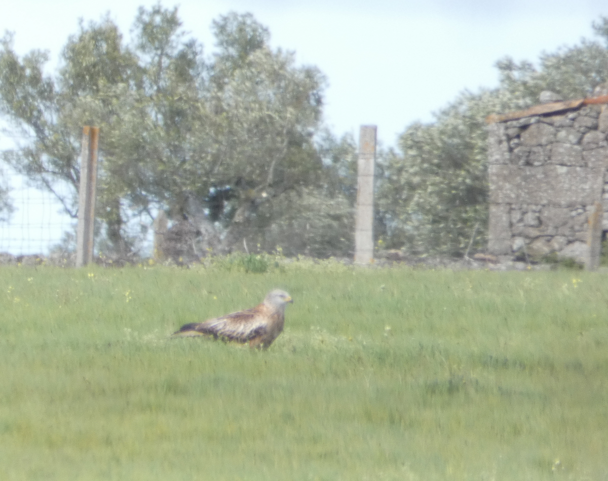 Red Kite - Marco Nunes