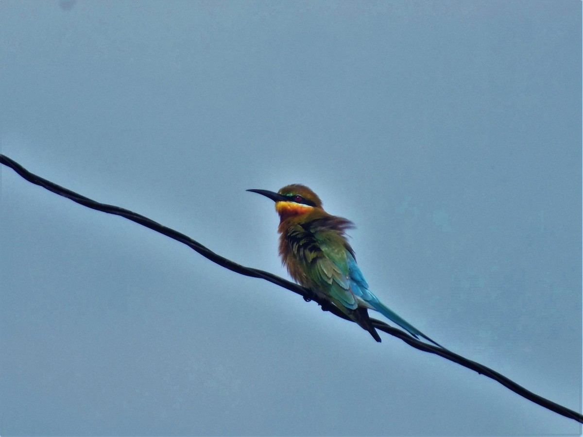 Blue-tailed Bee-eater - ML617349159