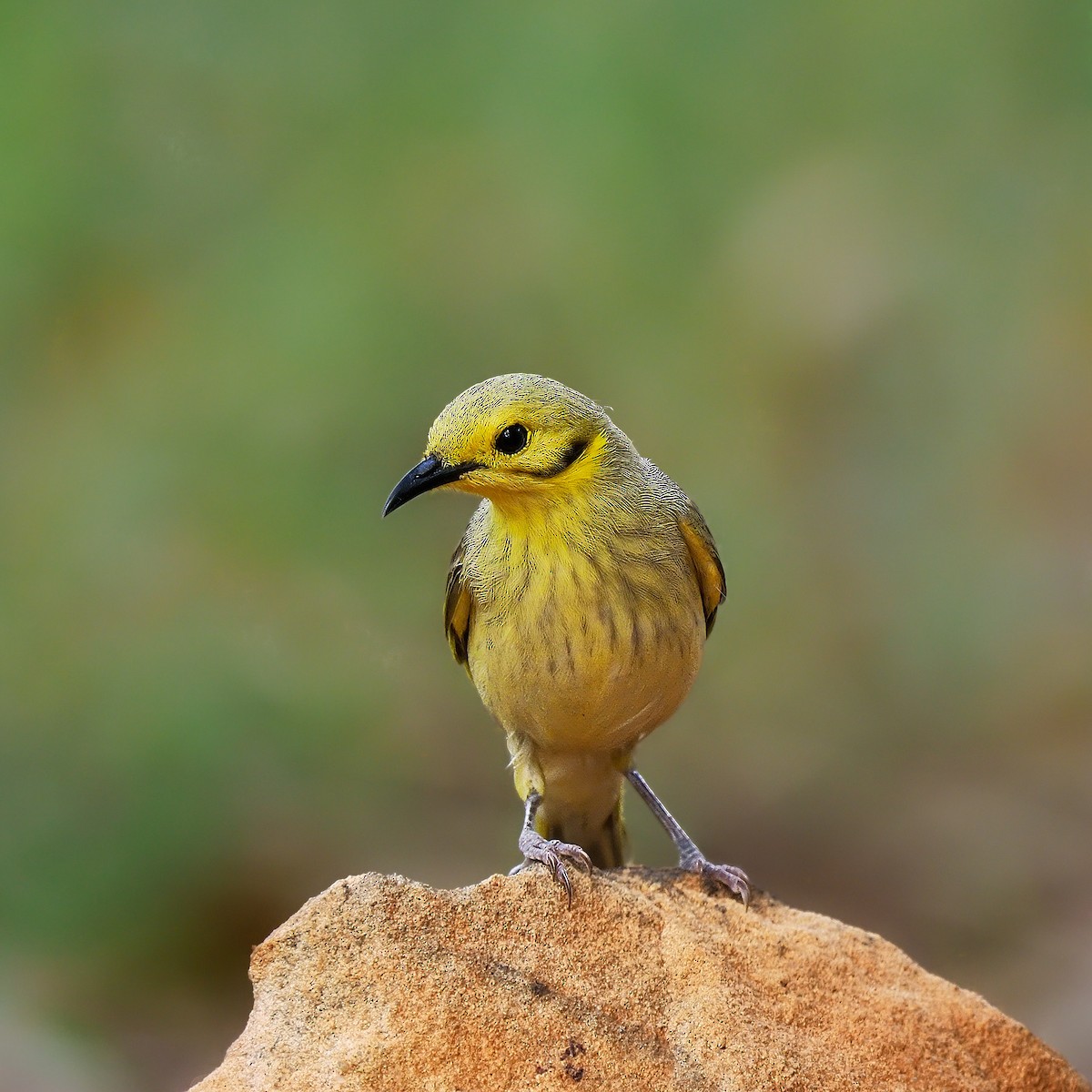 Yellow-tinted Honeyeater - ML617349160