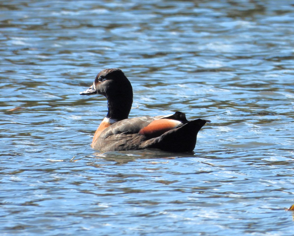 Australian Shelduck - ML617349168