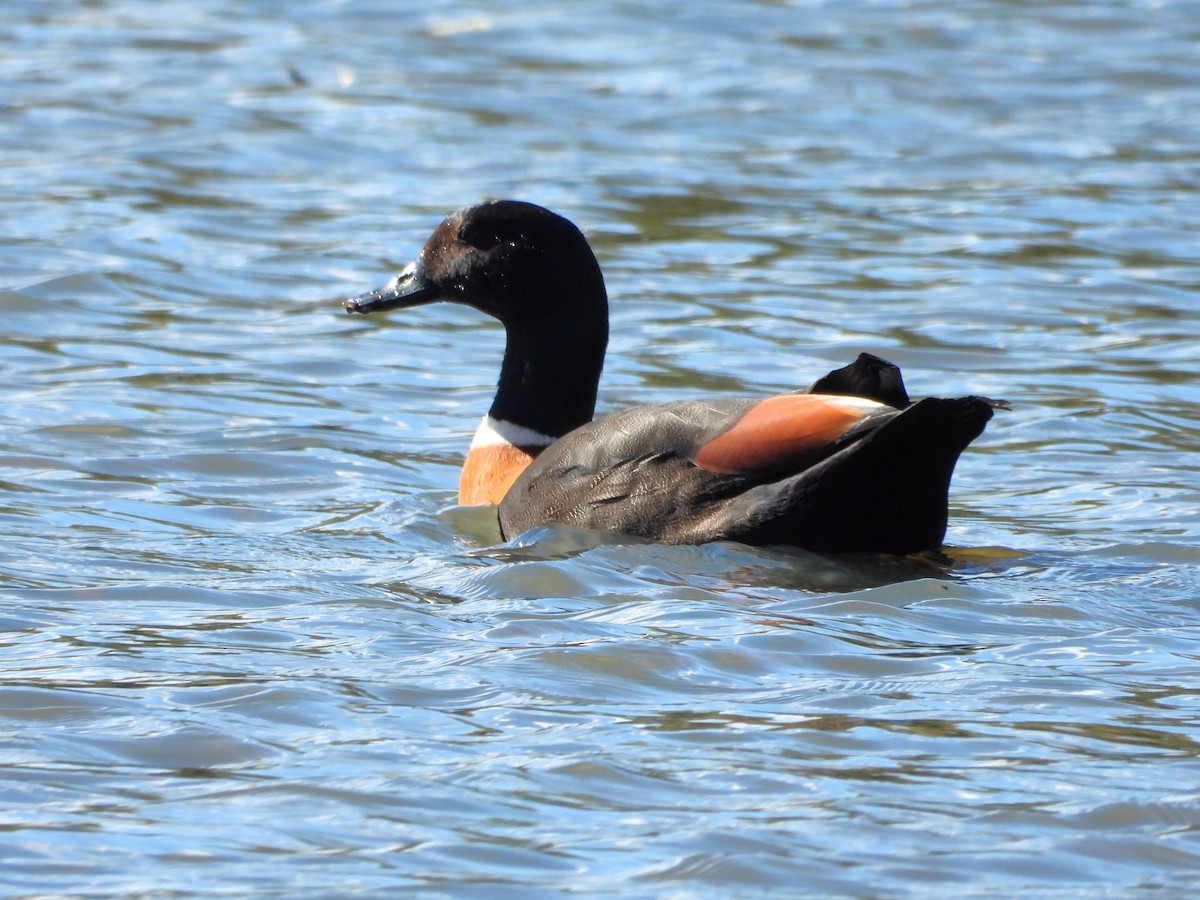 Australian Shelduck - ML617349171