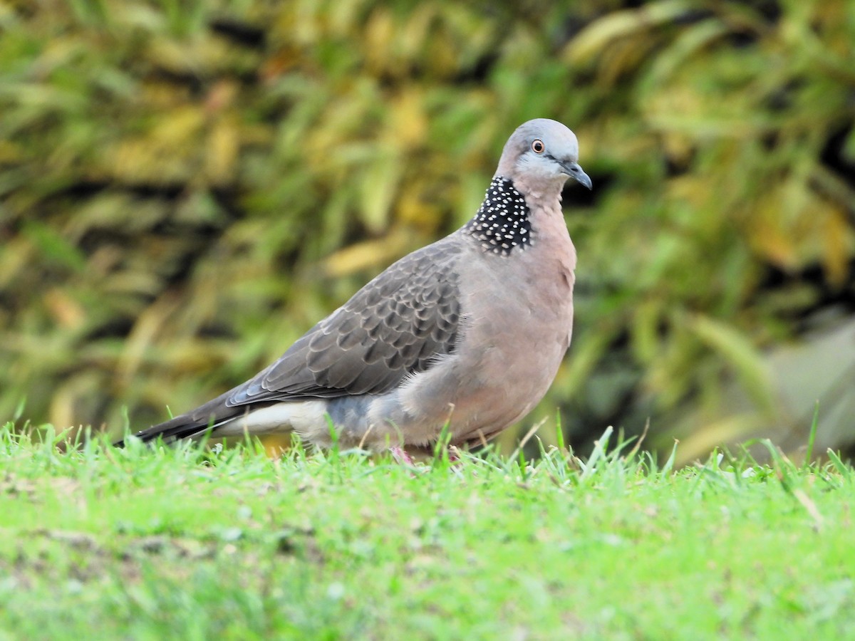 Spotted Dove - ML617349177