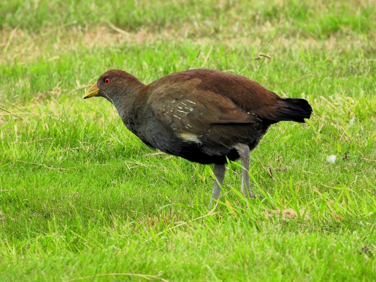 Tasmanian Nativehen - ML617349181