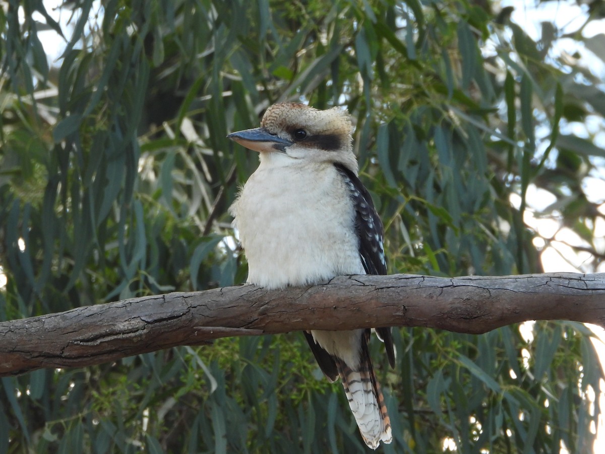 Laughing Kookaburra - ML617349185