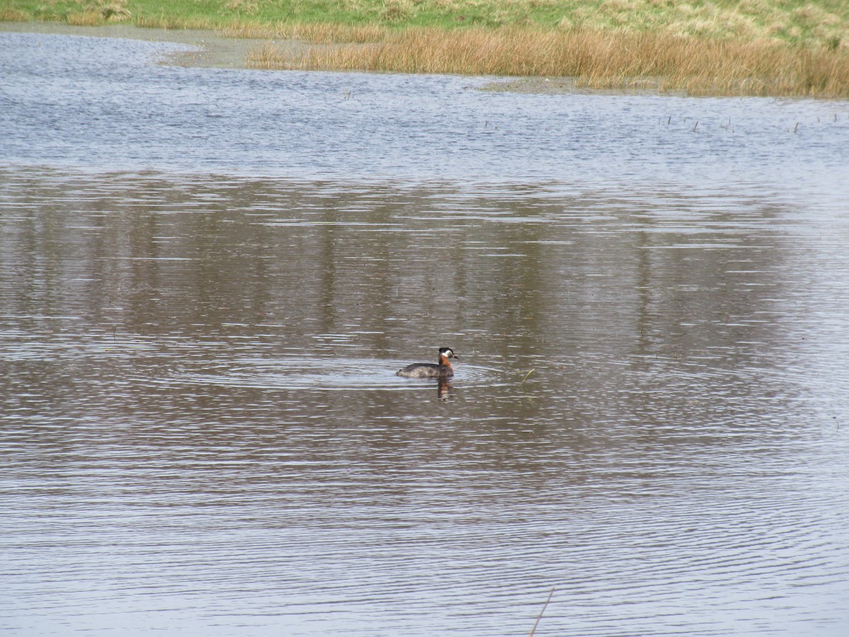 Red-necked Grebe - ML617349188