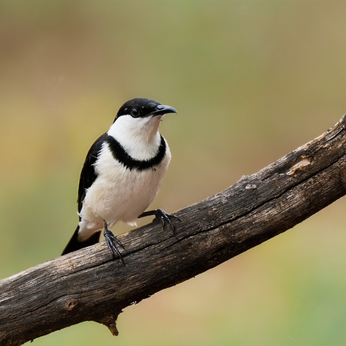 Banded Honeyeater - ML617349189