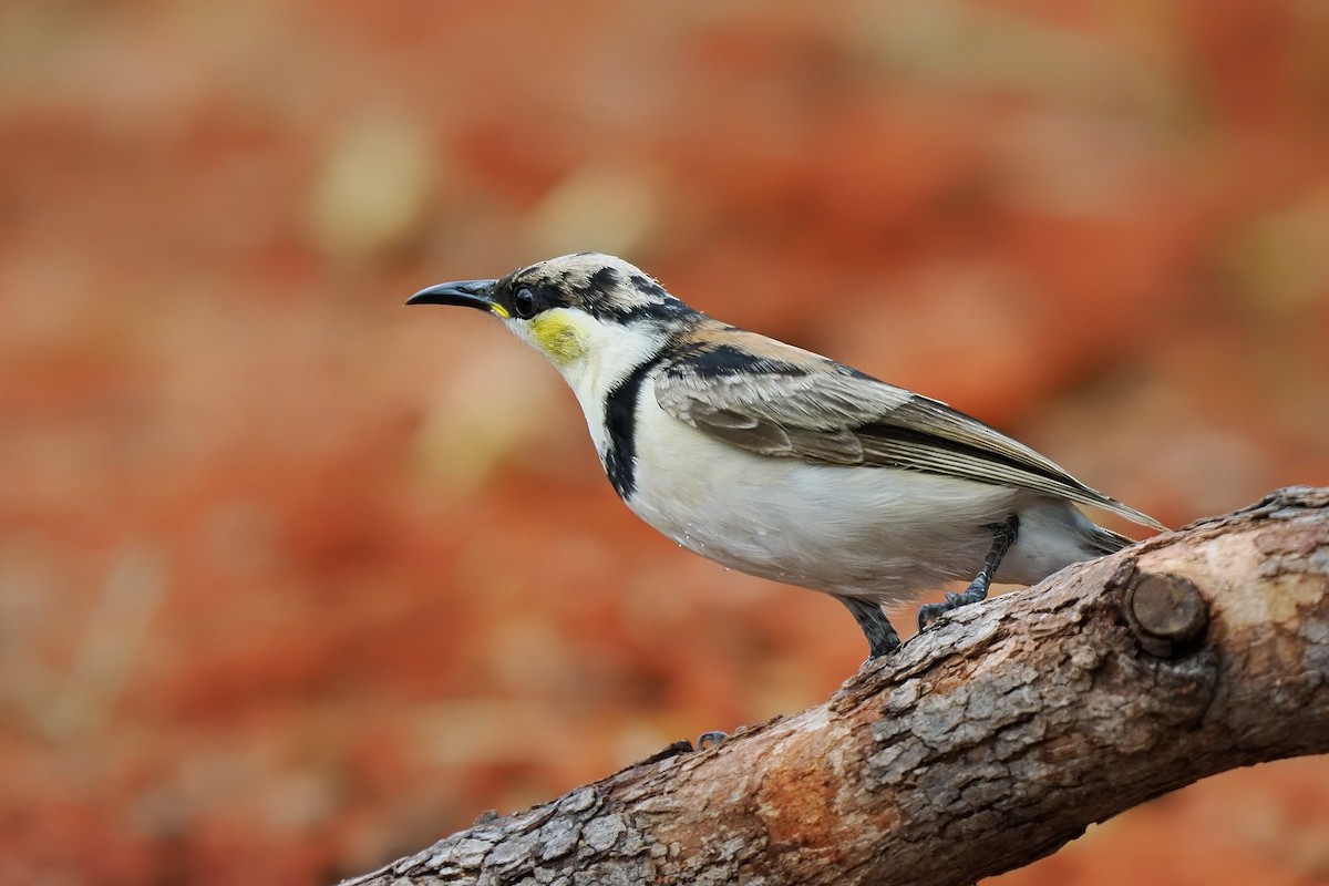 Banded Honeyeater - ML617349190