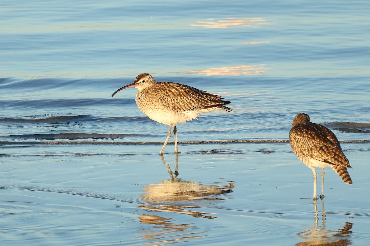 Whimbrel (European) - ML617349199