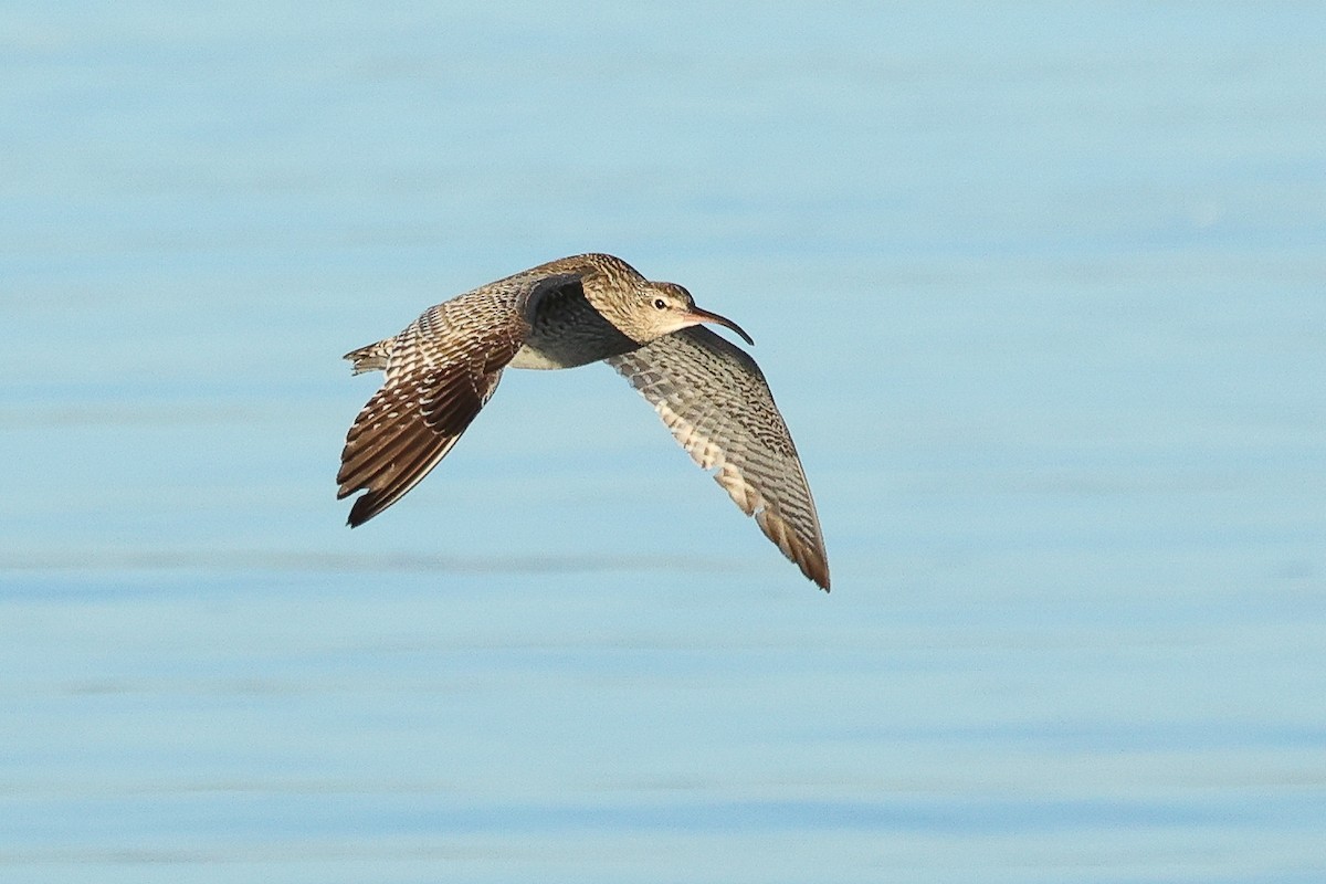 Whimbrel (European) - ML617349200