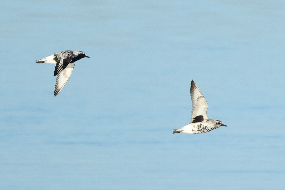 Black-bellied Plover - ML617349203