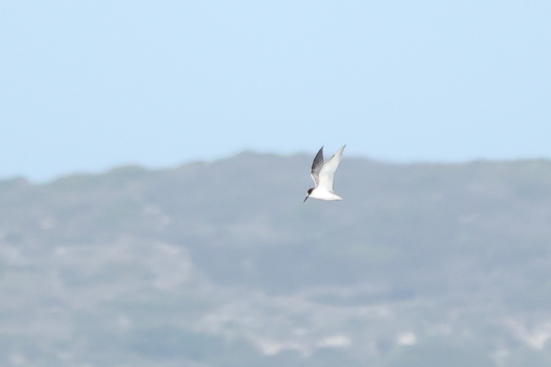 Little Tern - ML617349211