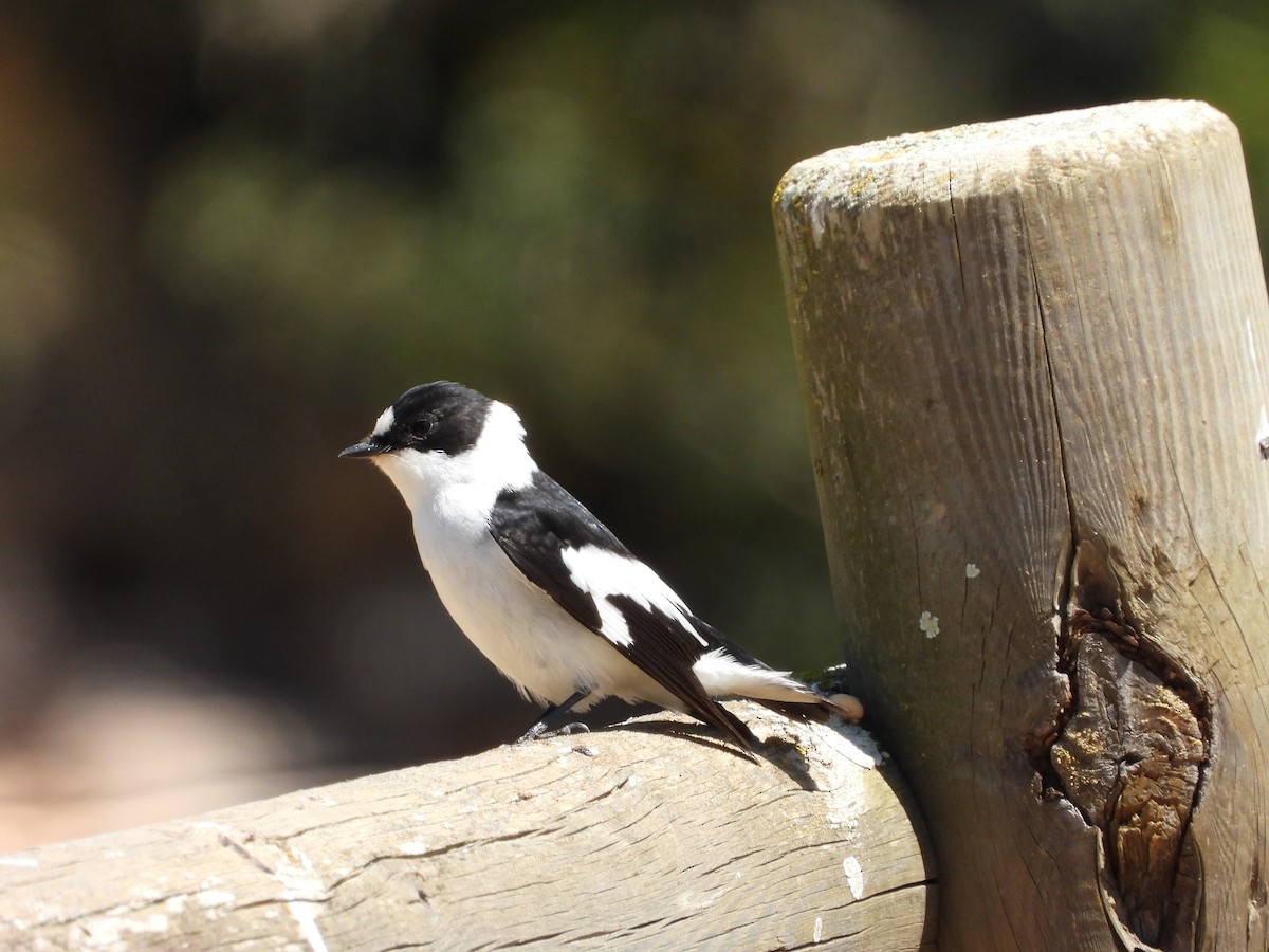 Collared Flycatcher - ML617349221