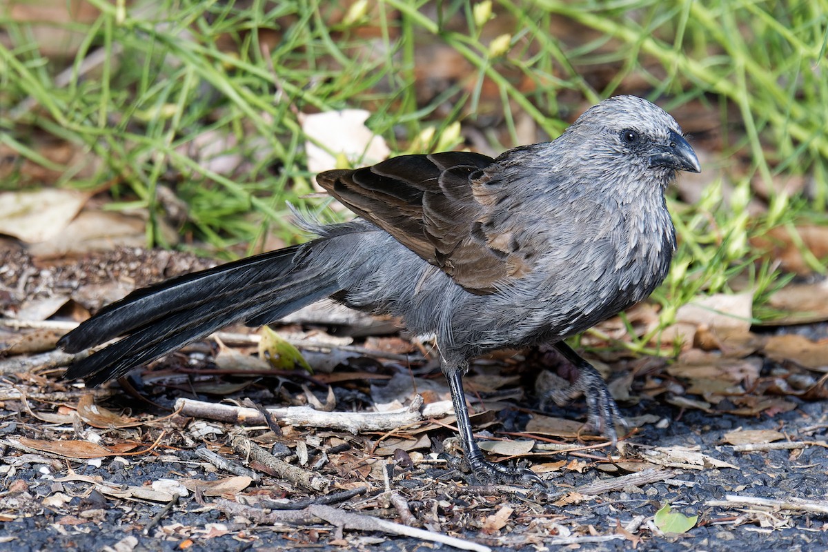 Apôtre gris - ML617349230