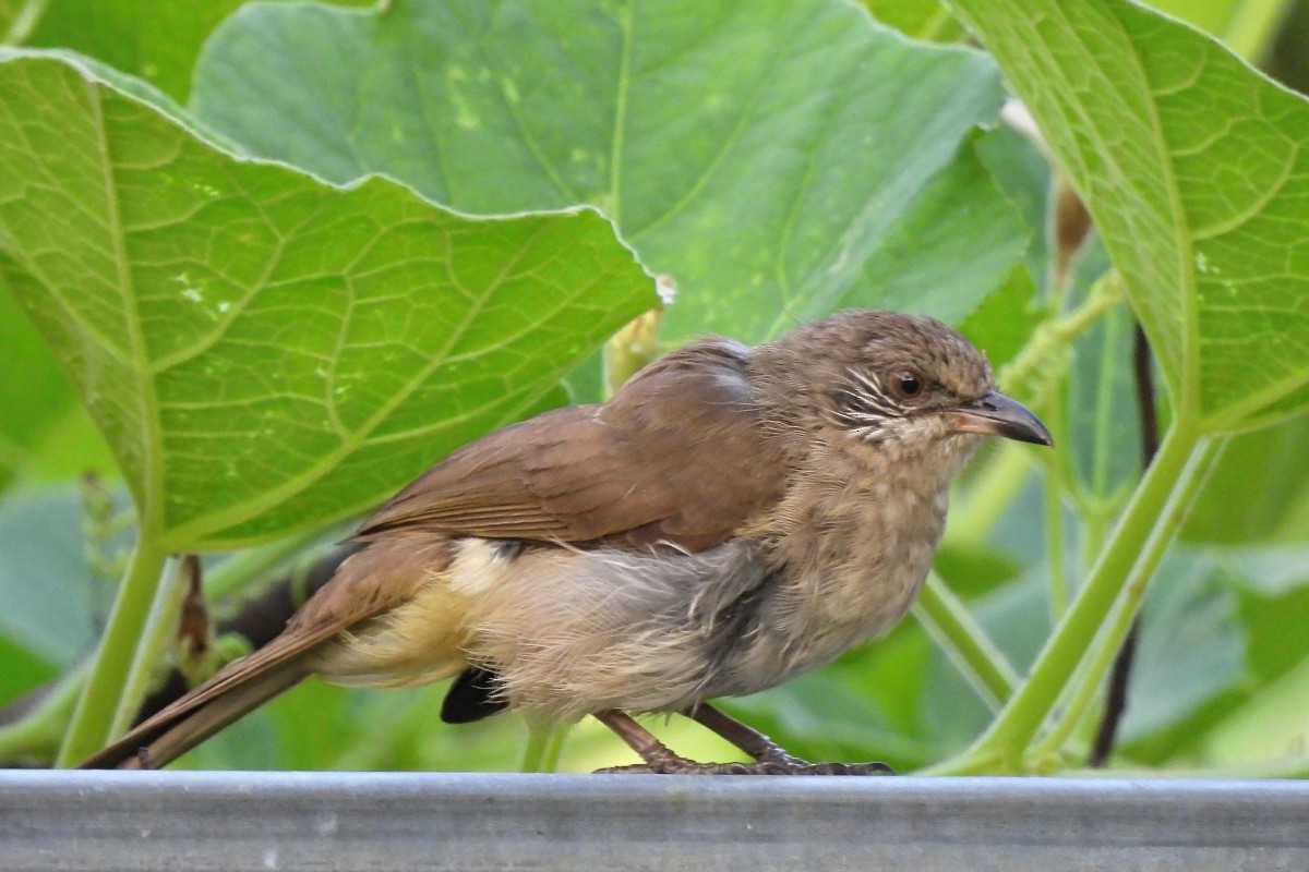 Streak-eared Bulbul - ML617349243