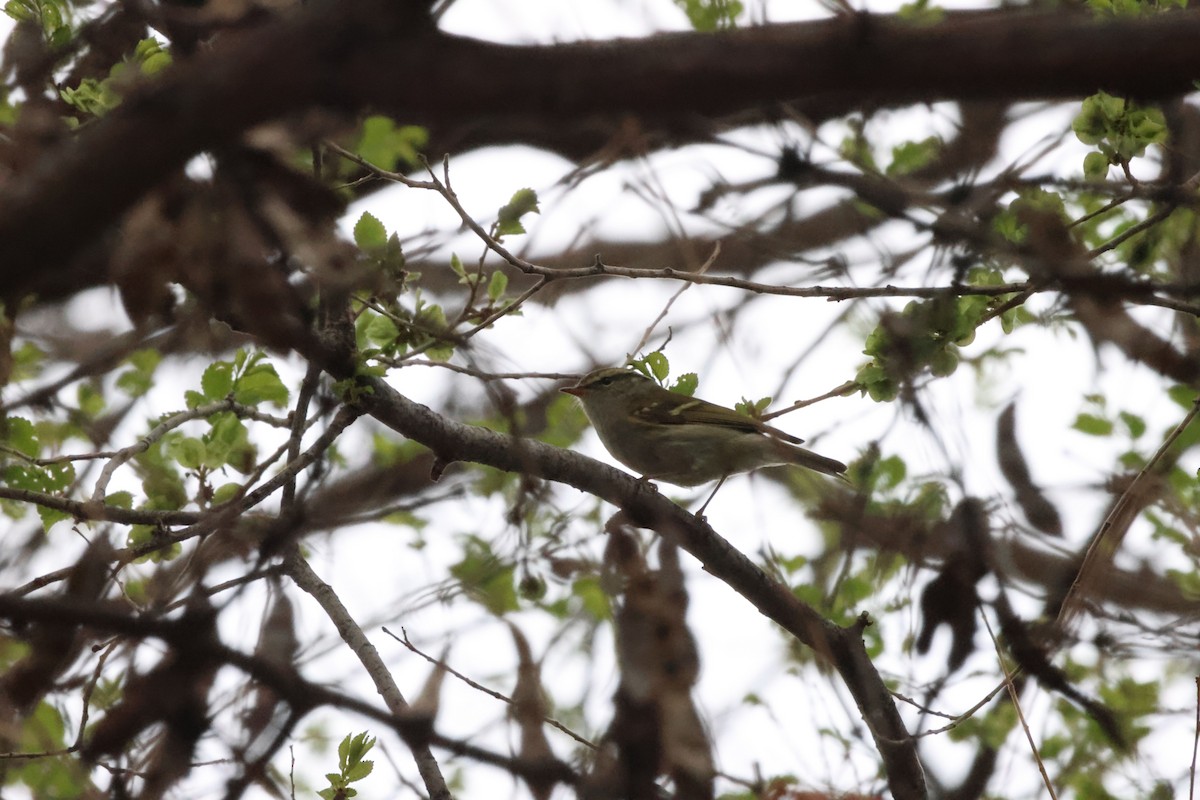 Gansu Leaf Warbler - Oscar Takahashi